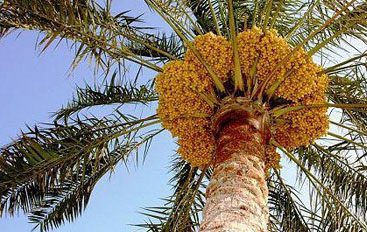 النخلة.. كنز الأجداد وتاج الموائد وعنوان الكرم