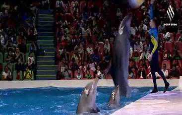 القط العراف